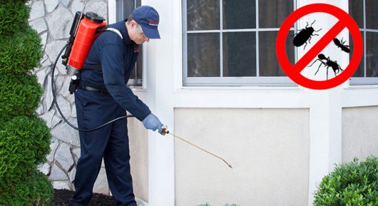 Çayeli Bit İlaçlama böcek ilaçlama ve haşere kontrolü — ilaclama-tr.com